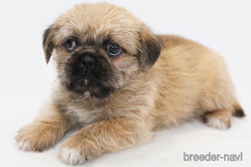 成約済の神奈川県のミックス犬-295458の4枚目